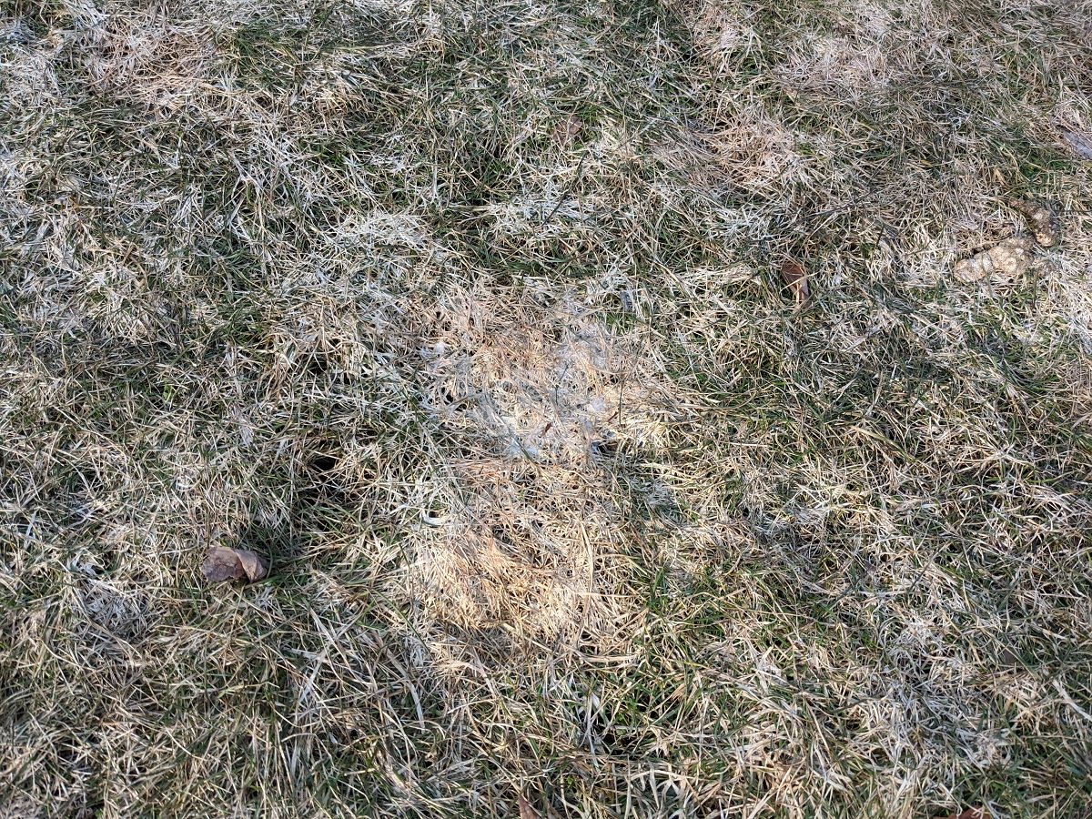 How to Identify and Get Rid of Snow Mold in Your Pennsylvania Lawn